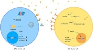 Lipid-Lowering Drug Targets Linked To Pancreatic Cancer Risk