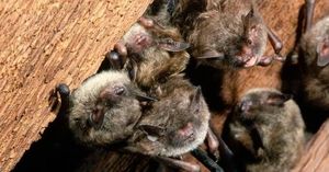 Rabies Scare Prompts Urgent Alerts At Grand Teton Cabins