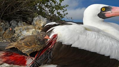 Galapagos Adaları'nda Yaşayan Vampir İspinozlar!