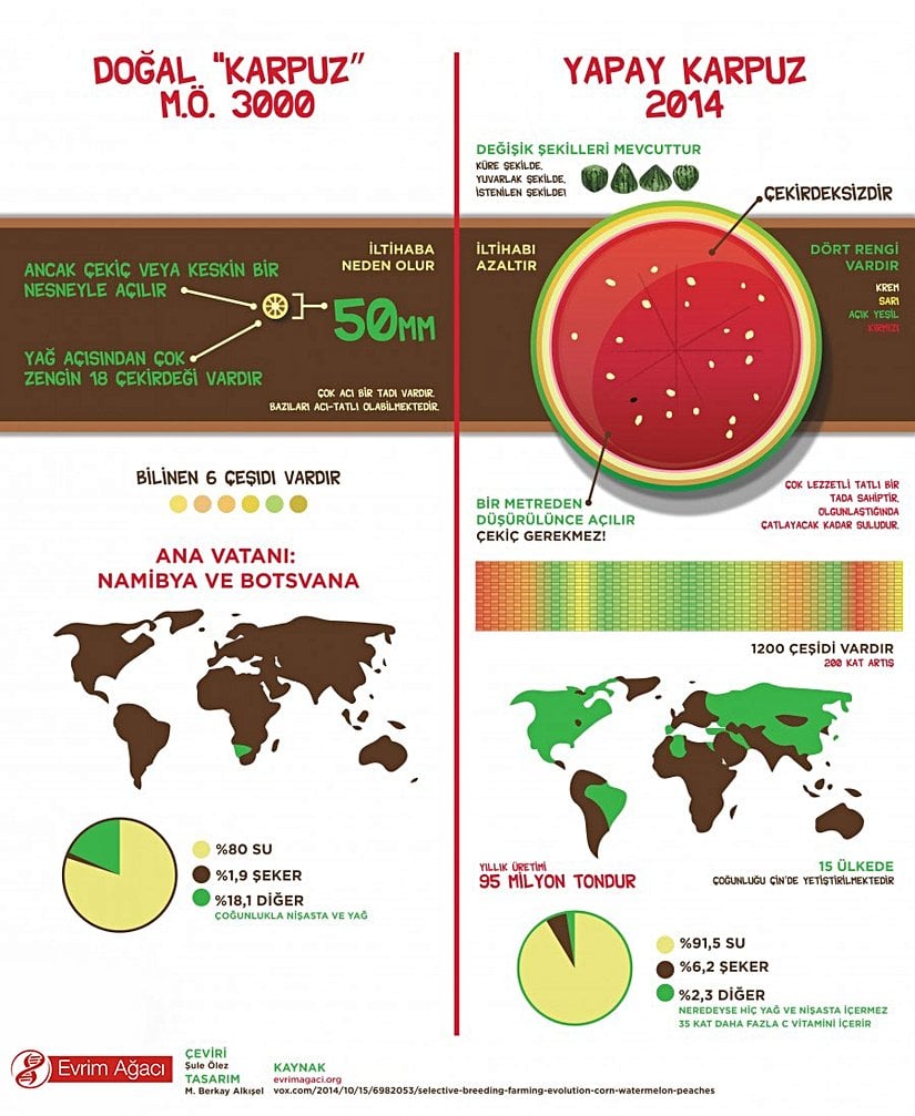 Karpuzun Evrimi