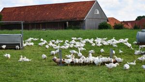 New Strain Of Bird Flu Detected At California Duck Farm