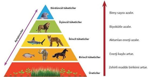 Besin Zincirini ve işlevini