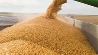 Украина с начала 2024/25 МГ экспортировала более 31 млн тонн зерна - Минагрополитики