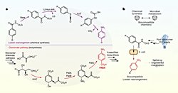 Atık Plastik Şişeden Ağrı Kesici Üretildi!