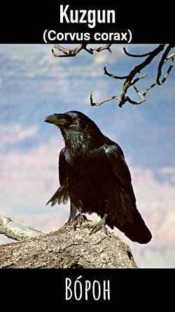 Bir karganın ortalama kaç sene yaşadığı nasıl saptanabilir?