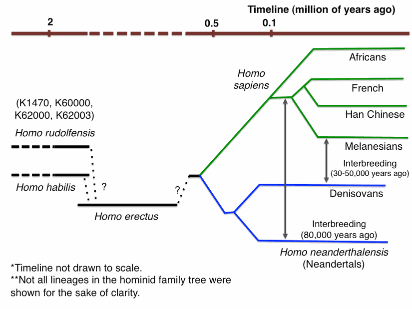 Neandertal-Denisovan-Modern İnsan aile ağacı.