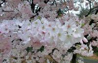 桜の開花情報【3月28日号】 : 新宿御苑 | 一般財団法人国民公園協会