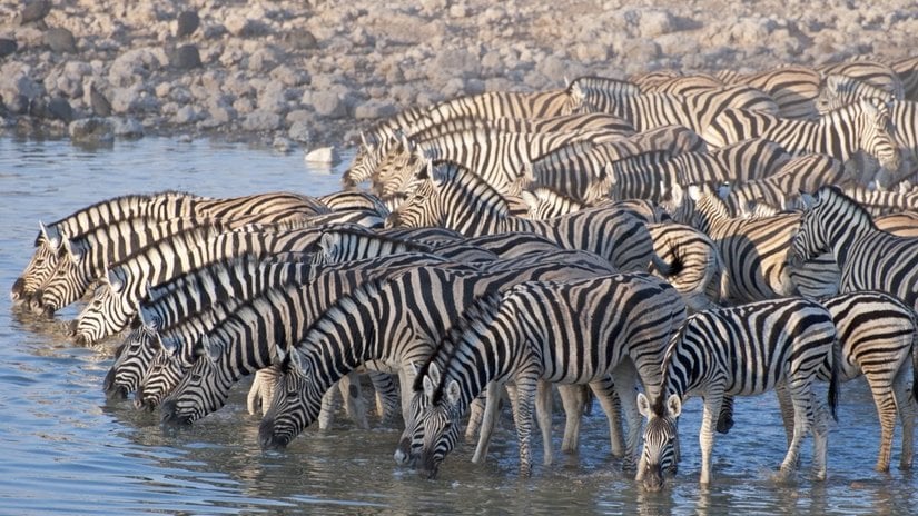 Su içen bir zebra popülasyonu.
