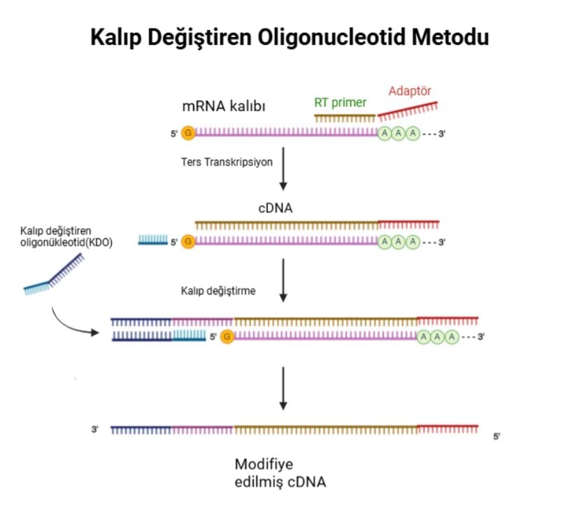 Figür 1. Kalıp Değiştiren Oligonükleotid Metodu  Ters transkriptaz, RNA kalıbının 5' ucuna ulaştığında cDNA'nın 3' ucuna birkaç kalıba bağlı olmayan nükleotit ekler. Şablona bağlı olmayan bu nükleotitler, tercih edilen bir bilinen diziyi içeren bir kalıp değiştirme oligonükleotidine (KDO) bağlanır. KDO, ters transkriptazı RNA şablonundan KDO’ya geçmeye yönlendirir ve böylece cDNA'nın 3' ucunda TSO'ya tamamlayıcı bir evrensel diziyi içeren bir cDNA oluşturur.   &quot;Biosyn.com'dan örnek alınan görsel Biorender programından uyarlanmıştır.&quot;