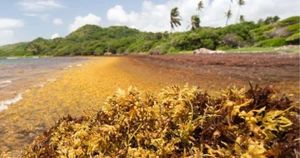 New Monitoring Platform Strengthens Sargassum Management