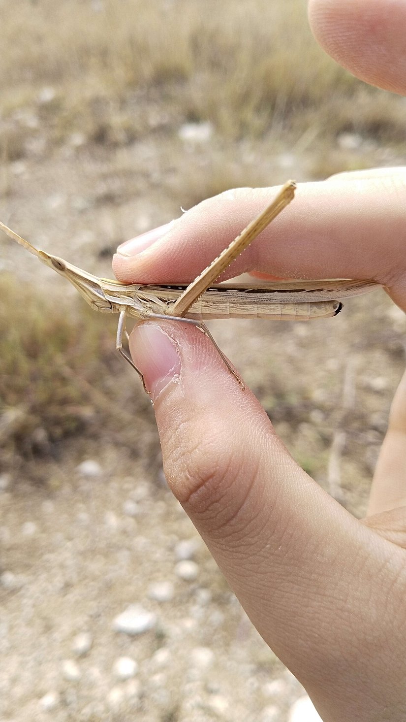 Çin çekirgesi(hiçbir zarar verilmemiştir)