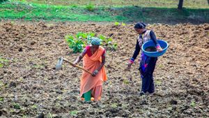 Indian Agricultural Policy Shows Promising Growth