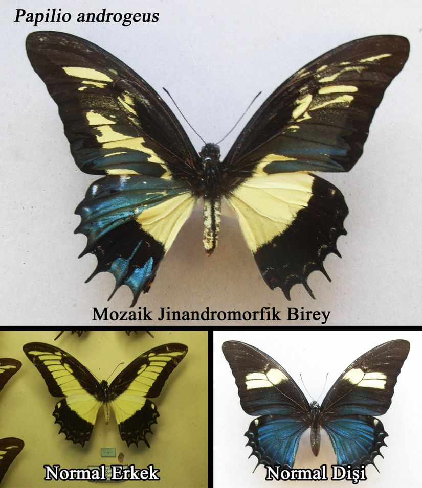 Papilio androgeus