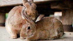 TAVŞANLAR VE ALOPESİ