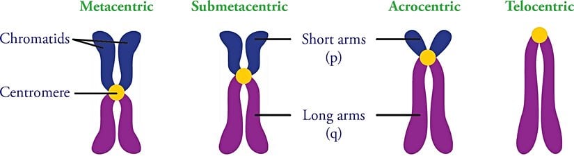 Akrosentrik kromozomlar, soldan üçüncü sırada görülmektedir.
