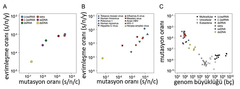 Viral mutasyon oranları; (A) yılda nükleotid bölgesi başına sabitlenme (s/n/y) olarak gösterilen viral evrim oranları, hücre enfeksiyonu için nükleotit bölgesi başına sabitlenme (s/n/c) anlamına gelen mutasyon oranıyla bir noktaya kadar artar. (B) Bireysel virüsler için mutasyon oranına karşı evrimsel oranlar. (C) Virüsler ve diğer organizmalar için baz çifti (bç) olarak verilen genom boyutuna  karşı mutasyon oranı. (+) ssRNA, pozitif tek sarmallı RNA; (-) ssRNA, negatif tek sarmallı RNA; ssDNA, tek sarmallı DNA; dsRNA, çift sarmallı RNA; dsDNA, çift sarmallı DNA; retro, retrovirüs anlamına gelmektedir.