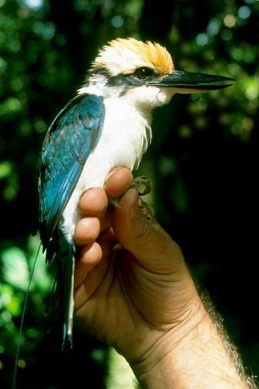 Görsel 1: Pohnpei adasında radyo telemetri ekipmanıyla donatılmış Mikronezya yalıçapkını (Todiramphus cinnamominus), Mikronezya Federe Devletleri.