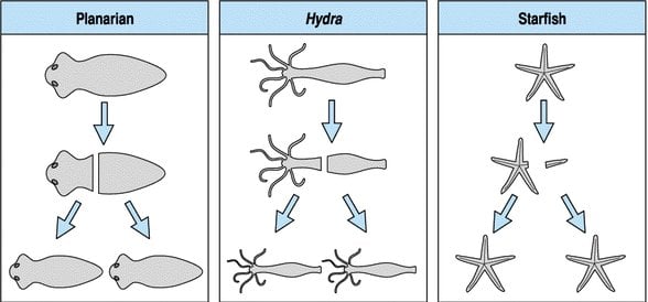 sırasıyla Planarya, Hidra ve deniz yıldızı üzerinde rejenerasyon.