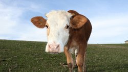 Kurban Bayramı'nda Dikkat Edilmesi Gerekenler