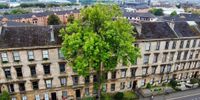 A 175-year-old ash in Glasgow has been named Tree of the Year 2025