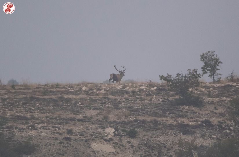 Kaçışın devamı.