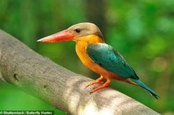 İklim değişikliği, benzersiz tüyleri ve gagaları olan daha farklı özelliklere sahip kuş türlerini yok etmekle tehdit ediyor.