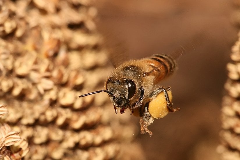 Uçan bir Apis mellifera
