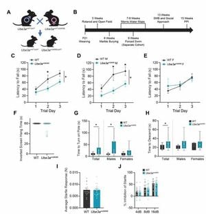 Research Links UBE3A Gain-of-Function Mutations To Angelman Syndrome-Like Symptoms