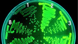 Evrimin Tartışılmaz Kanıtı