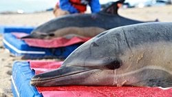 Kıyıya Vuran Bir Yunusu Kurtarmak İçin Neler Yapmalısınız? Karaya Oturan Bir Balinaya Yardım Ederken Nelere Dikkat Etmek Gerekir?