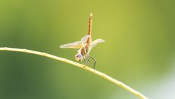 Yusufçuklar ve Kızböcekleri (Odonata)