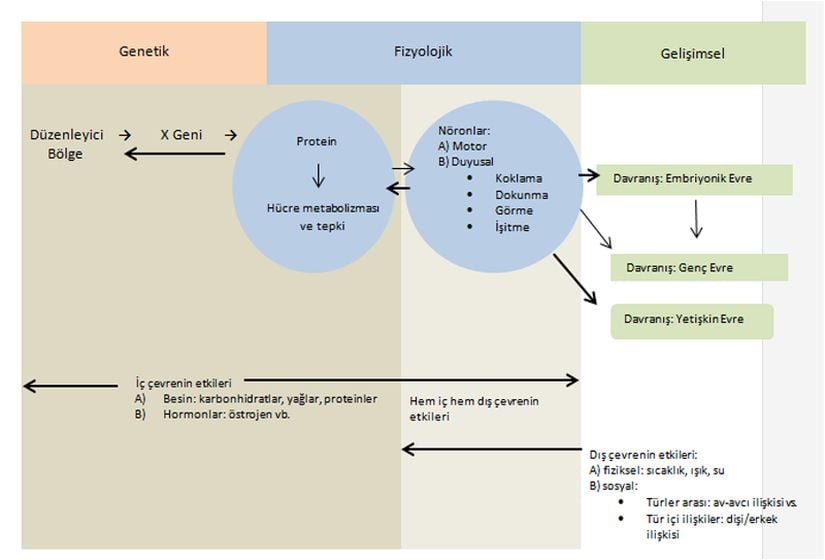 Görsel 1. Bir hayvanın yaşamındaki bir davranışın kısa dönemdeki sebeplerini gösteren bütünleyici bir model. Genetik ve fizyolojik süreçler dinamiktir ve birbirlerini etkileyebilirler, özellikle düzenleyici bölgede genetik yapı değişir. Sinir sistemi, moleküler ve hücresel işlevlerle tüm organizma arasındaki ara evredir. Davranışın nedenleri iç ve dış çevrenin temeline aykırı olarak görülür. Bu da gen ifadesi ile fizyolojik ve gelişimsel yolları etkileyebilir.