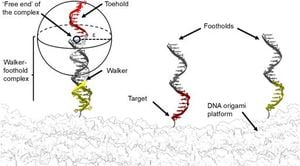 New Strategies Speed Up DNA Walkers For Nanoscale Applications