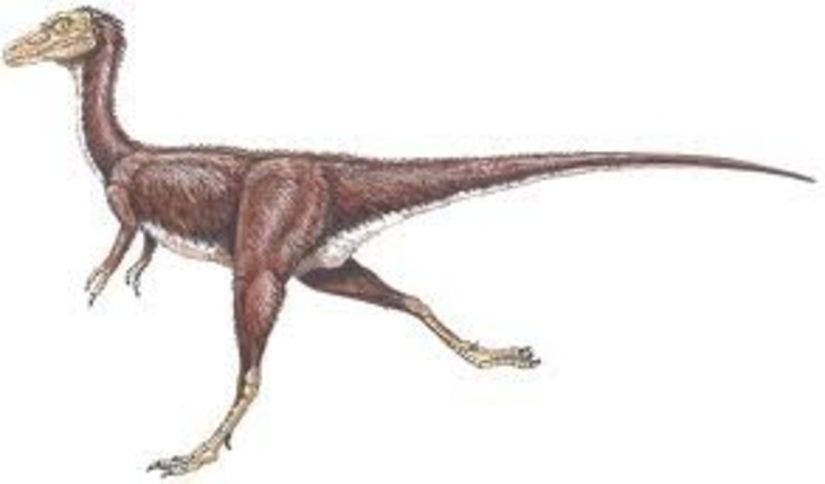 Compsognathus