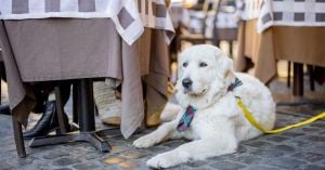 Dog-Friendly Dining Expands Across Major Cities