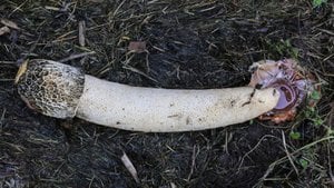 Seks, Evrim Tarihinde Ne Zaman Eğlenceli Olmaya Başladı?