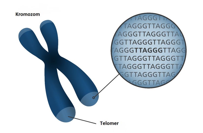 telomer