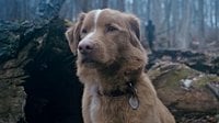 The Story Behind How Good Boy’s Director Made A Horror Movie Around His Own Dog