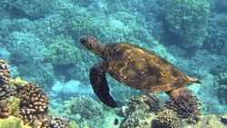 Mevsimlerin Ritmi: Fenoloji Nedir? Fenolojik Değişimler Deniz Kaplumbağalarının Üreme Biyolojilerini Nasıl Etkiliyor?