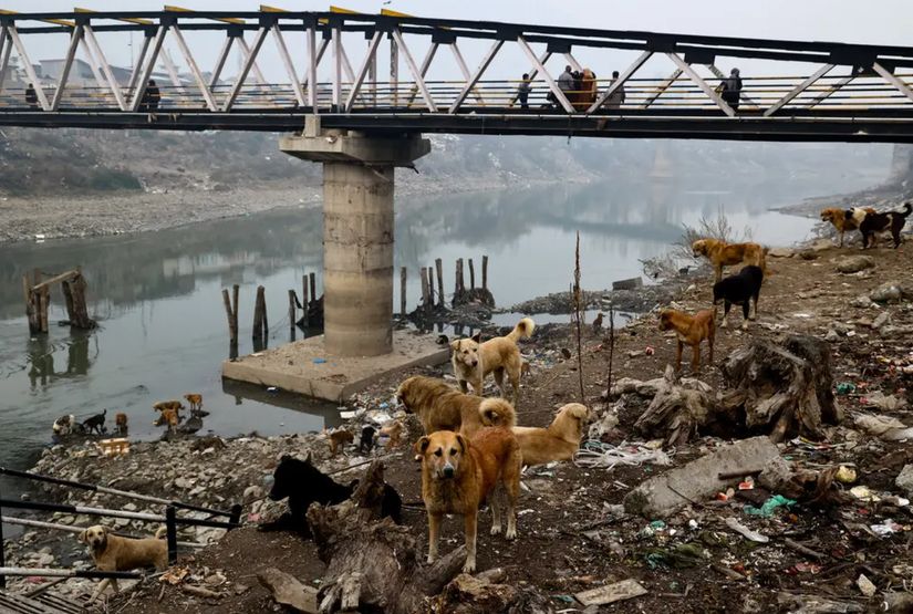 Keşmir'in Hindistan kontrolündeki bölgesi Baramulla'da çöplüklerde yaşayan vahşi köpekler.