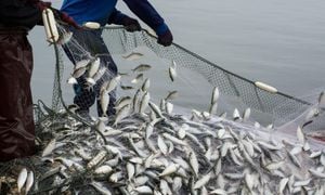 Government Targets Illegal Fishing To Protect Health