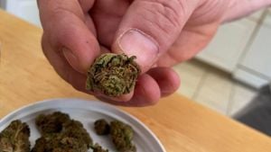 Medical Marijuana Offers Pathway To Reduce Opioid Use