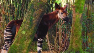 Chinese Gold Mining Threatens Congo's Okapi Wildlife Reserve