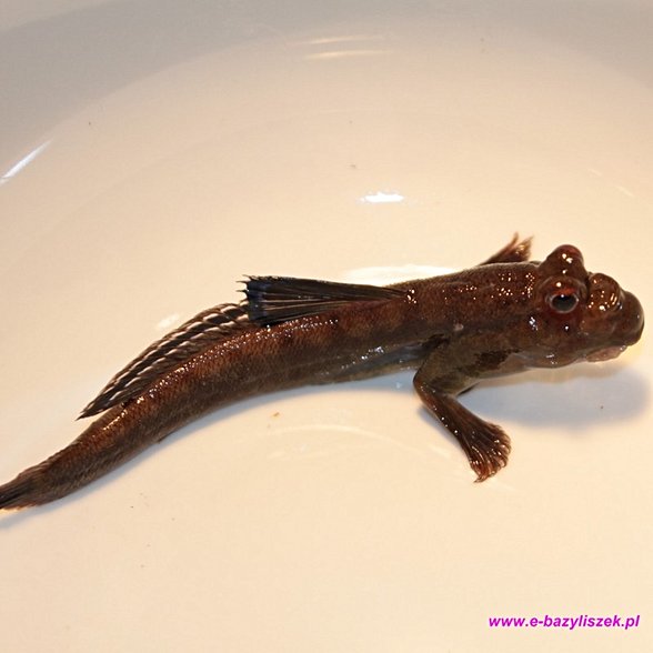 Zıp Zıp Balığı (Çamur Balığı)