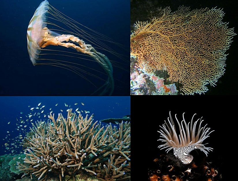 Cnidaria üyelerinin bazıları.