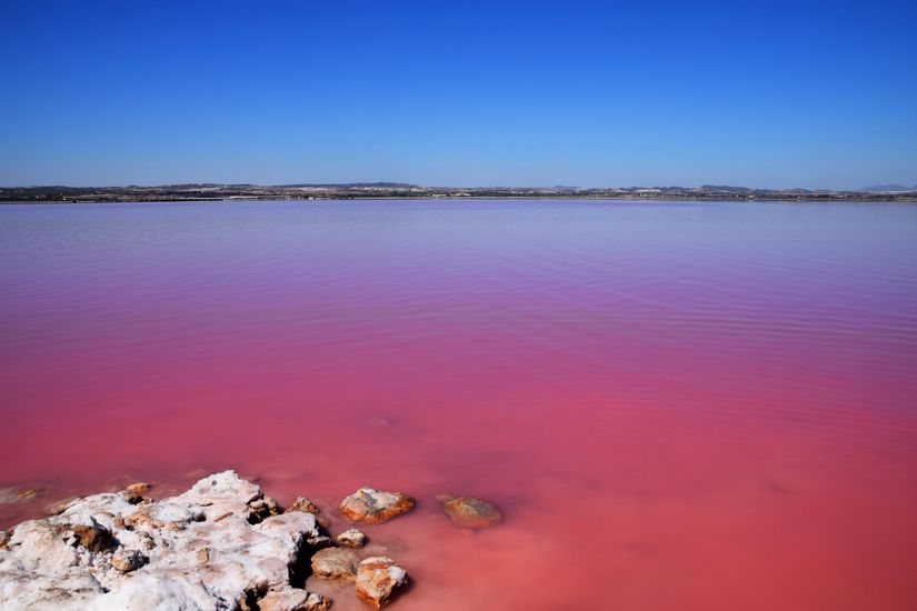 Salina de Torrevieja, İspanya