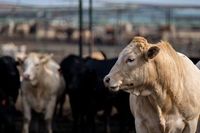 What You Need to Know About the Flesh-Eating Screwworm in the US