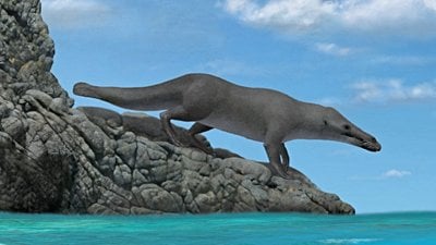 Balina Evrimine Dair Yeni Tür Tanımlandı!