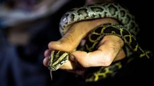 Florida's Python Hunters Face Unique Challenge