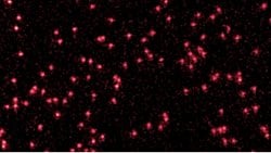 Fizikçiler İlk Kez Kendi Başına Atomların Dalga Gibi Davrandığı Net Bir Görüntü Yakaladı!